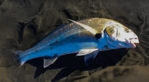 surf fishing|Fishing Baja (Norte) On Uncrowded Beaches .